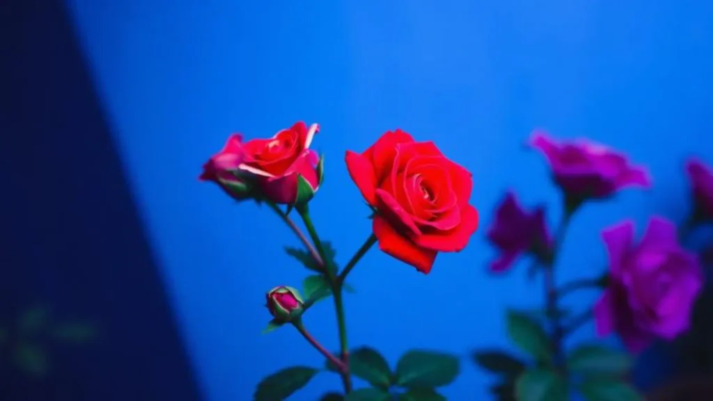 roses-are-red-violets-are-blue-pick-up-lines